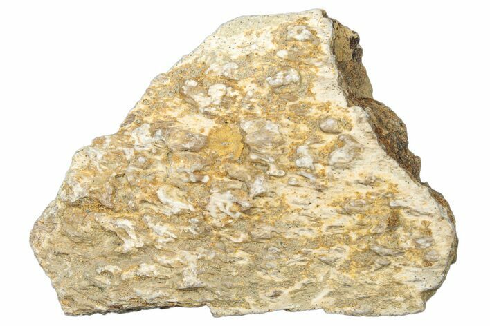 Dinosaur (Triceratops) Frill Shield Section - Montana #323834